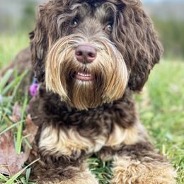 Maya - Australian Labradoodle