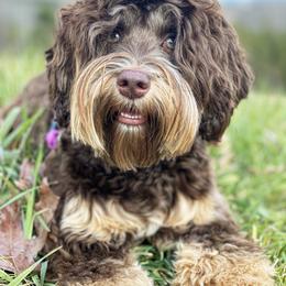 Maya - Australian Labradoodle
