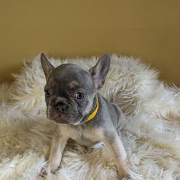 French Bulldog Puppies from 47 North Frenchies, LLC