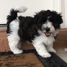 Havanese from Winsome Havanese