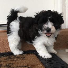 Havanese from Winsome Havanese