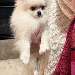 Pomeranian Puppies from Mikayla's Pomeranians