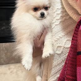 Pomeranian Puppies from Mikayla's Pomeranians