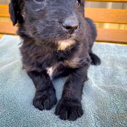 Bernedoodle and Siberian Husky Puppies from Timberline Paws