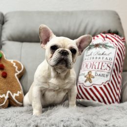 Light cream boy - Cream male French Bulldog puppy in Nevis, Minnesota from Faithful Acres French Bulldogs