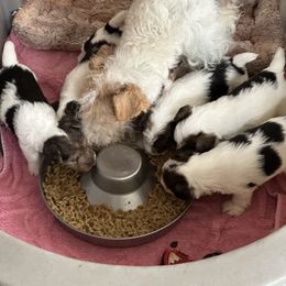 Wire Fox Terrier Puppies from CharLaDan