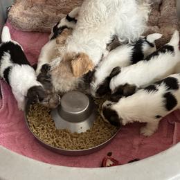 Wire Fox Terrier Puppies from CharLaDan