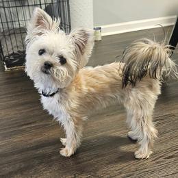 Noodles - Shorkie