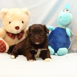 AKC Female 3 - Chocolate female Havanese puppy in South Carolina from Premier Havanese Dogs