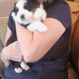 Australian Shepherd Puppies from Lynn Gregory - Blueridge Aussies