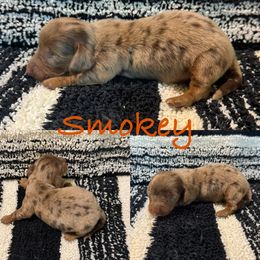 Smokey - Dapple male Dachshund puppy in Pollok, Texas from Magnolia Kennels