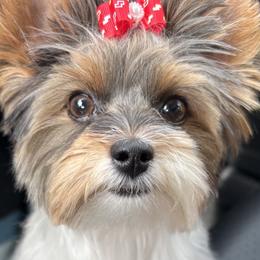 Daisy - Biewer Terrier