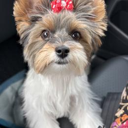 Daisy - Biewer Terrier