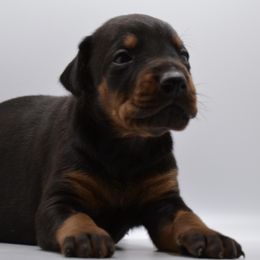 Doberman Pinscher Puppies from Obsidian Kennels