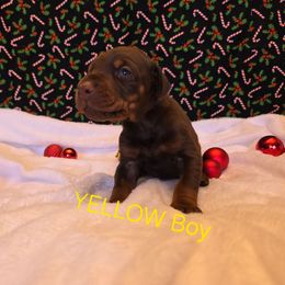 Yellow - Red and rust male Doberman Pinscher puppy in Knox, Indiana from Double River Dobermans