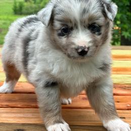 Liberty - Blue merle female Miniature Australian Shepherd puppy in Doddridge, Arkansas from Huddleston Farm
