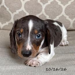 Bolt - Dapple male Dachshund puppy in Joshua Tree, California from Desert Dreams Ranch