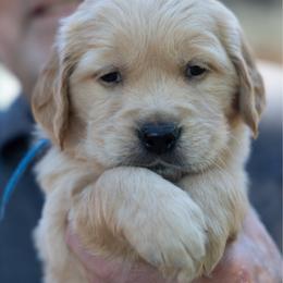 Mr Navy - Golden male Golden Retriever puppy in Hayward, California from East Bay Golden Retrievers
