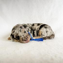 Wade - Blue merle male Aussiedoodle puppy in Sharpsburg, Georgia from Steindoodles