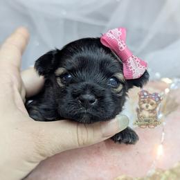 Briar - Black and gold female Morkie puppy in Barren Springs, Virginia from Seeking Shalom Acres Maltese, Maltipoos & Havamalts