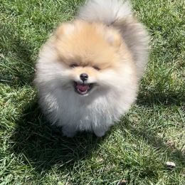 Pomeranian Puppies from PomTree tribe