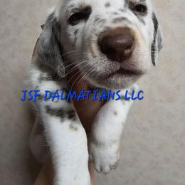 Blue - White, liver and tan male Dalmatian puppy in Conrath, Wisconsin from JSF Dalmatians LLC
