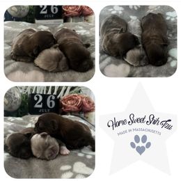 Shih Tzu Puppies from Home Sweet Shih Tzu