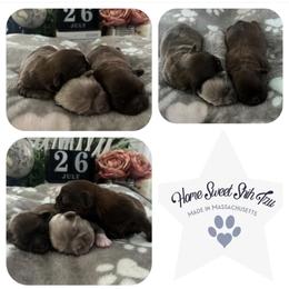 Shih Tzu Puppies from Home Sweet Shih Tzu