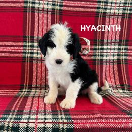Hyacinth - Black and white female Sheepadoodle puppy in Blackfoot, Idaho from Son of a Poodle Sheepadoodles