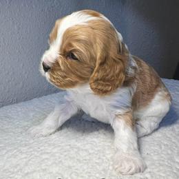 Green Boy - Blenheim male Cavapoo puppy in Wasilla, Alaska from The West Family