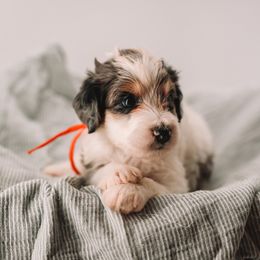 Orange Boy - Merle male Bernedoodle puppy in Mckinney, Texas from Doodles of North Tx