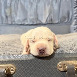 Turkey - Dapple male Dachshund puppy in Anderson, Alabama from Pasek Kennels