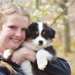 Australian Shepherd Puppies from Paramount Aussies