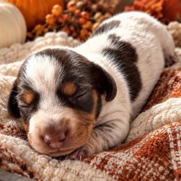 Theo - Piebald male Dachshund puppy in Mesa, Arizona from Dach Army LLC