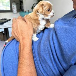 Cavapoo Puppies from The Cavapoo Club