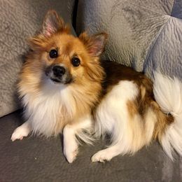 Pomeranian and Pomsky Puppies from Alpha Poms & Pomskies