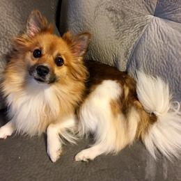 Pomeranian and Pomsky Puppies from Alpha Poms & Pomskies