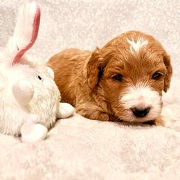 Oso - Apricot male Goldendoodle puppy in Temecula, California from Doodle Dreams
