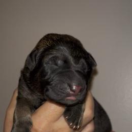 Red Collar - Sable male German Shepherd puppy in Saint Charles, Missouri from Lowemond German Shepherds