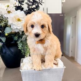 Kong - Red male Bernedoodle puppy in West Haven, Utah from Split Mountain Doodles