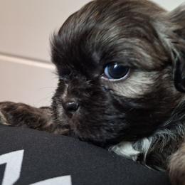 Queen - Brindle female Mal-Shi puppy in Apollo Beach, Florida from Gemstone Exclusive Pups of Florida