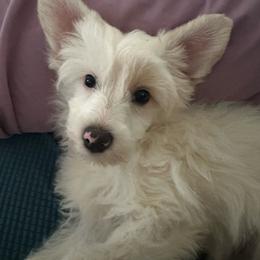 Hayes - White male Chinese Crested puppy in New Windsor, Maryland from Ambush Kennel