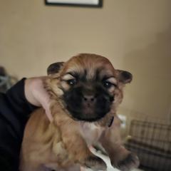 Girl 1 - White and tan Mal-Shi puppy in New York from Alana Miller