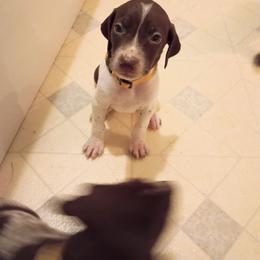 Orange collar - Liver and white female German Shorthaired Pointer puppy in Riverdale, Michigan from Ninemire Farm
