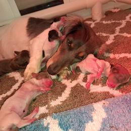 3200..Lucy - Black and tan female Dachshund puppy in Winter Haven, Florida from Gateway 2 Little Paws