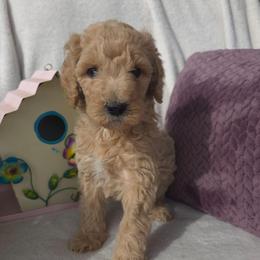 Summer, Cream with a hint of apricot girl - Cream female Goldendoodle puppy in Freedom, New York from Samantha's Goldendoodles