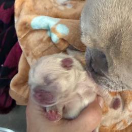 French Bulldog Puppies from Fav Frenchie Boutique Frenchies