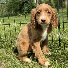 Girl 2 - Buff Cockapoo puppy in Berea, Kentucky from Blair’s Furry Friends