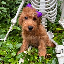 Liberty - Red  female Goldendoodle puppy in Herriman, Utah from Gypsi Doodles & Poodles LLC.