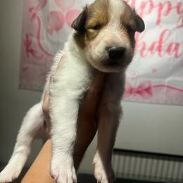 Sprout - White male Collie puppy in Henderson, Nevada from River Spirit Collies